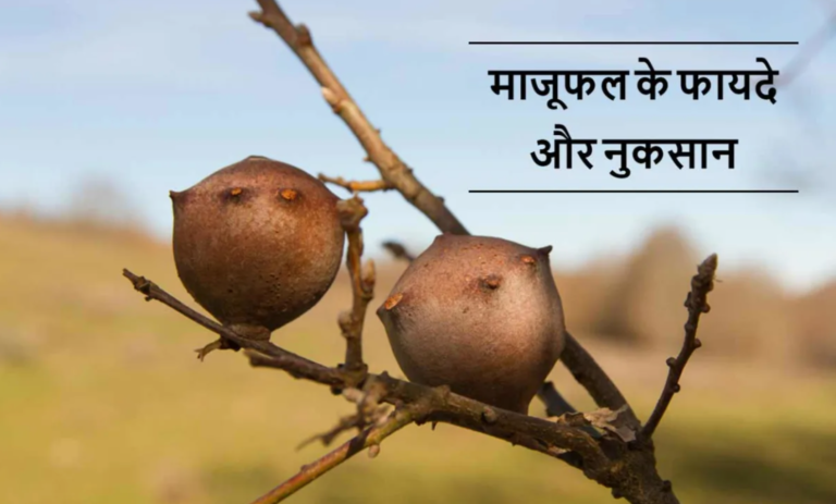 जाने क्या हैं माजूफल और इसके के फायदे? – Majufal Health Benefits?