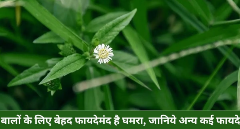घमरा के क्या हैं फायदे तथा नुकसान- Benefits & Harms of Ghamra (Tridax Procumbens)?