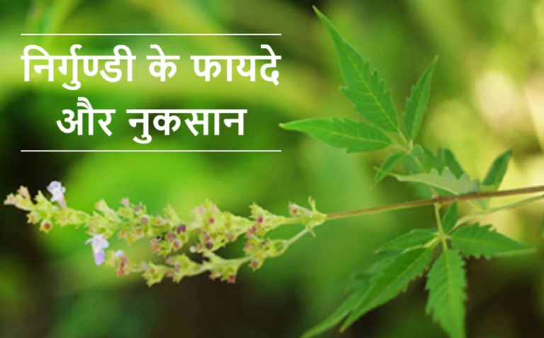 निर्गुण्डी के फायदे और नुकसान- Nirgundi Benefits and Side Effects in Hindi